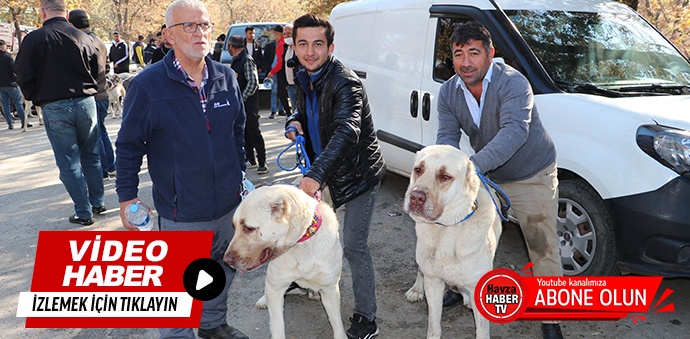 Görülmemiş Büyüklükte Köpekler Havza'da Yarıştı- Video Haber