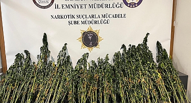 Ormanlık Arazi ve Saksıda 178 Kök Kenevir Ele Geçirildi