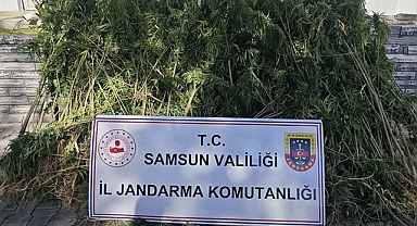 Havza’da Jandarma 728 Kök Kenevir Ele Geçirdi