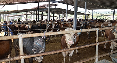 Havza’da Kurbanlık Pazarı Fiyatlar Bu Seviyelerde Oluştu