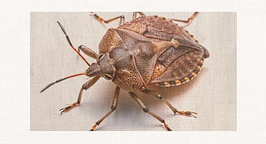 Havza’da Kahverengi Kokarca Karşı Uyarı