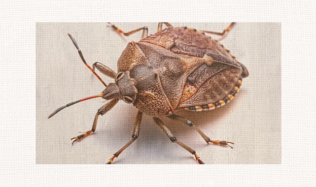 Havza’da Kahverengi Kokarca Karşı Uyarı