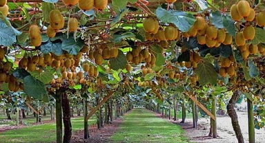 Fındık Sökülüyor Kivi Dikiliyor! Samsun'da Kazanç 5 Kat Arttı