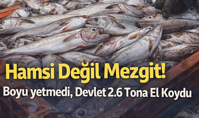 Hamsi Değil Mezgit! Boyu yetmedi, Devlet 2.6 Tona El Koydu
