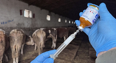 Hayvancılıkta Kritik Karar: Samsun’un O İlçesinde Karantina Başladı