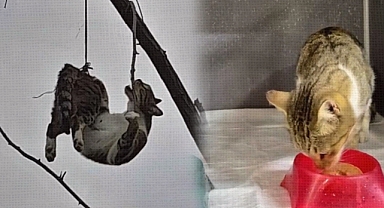 Samsun'da Ağaca Asılı Bulunan Kedide Mucize Kurtuluş