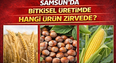 Samsun’da Bitkisel Üretimde Hangi Ürün Zirvede?