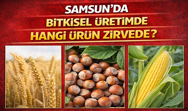 Samsun’da Bitkisel Üretimde Hangi Ürün Zirvede?