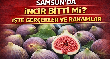 Samsun'da İncir Bitti mi? İşte Gerçekler ve Rakamlar