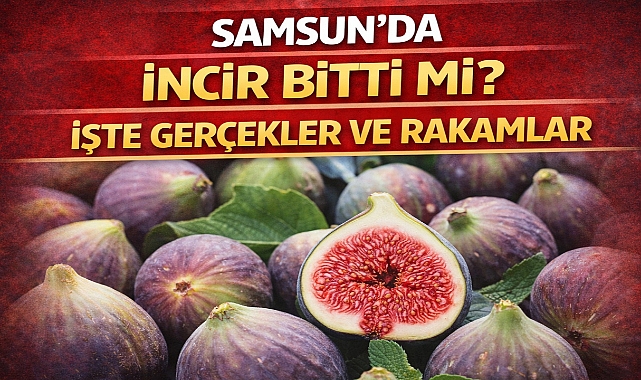 Samsun'da İncir Bitti mi? İşte Gerçekler ve Rakamlar