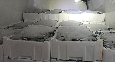 Samsun'da Kanun Affetmedi: İstavrit ve Lüferlere El Konuldu