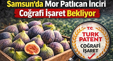 Samsun’da Mor Patlıcan İnciri Coğrafi İşaret Bekliyor