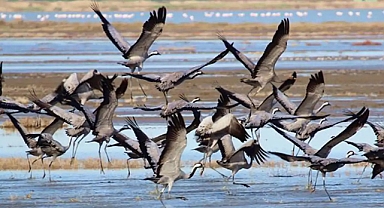 Turnalar Artık Samsunlu Oldu: Nesli Tehlikedeki 27 Tür İçin Adım Atıldı