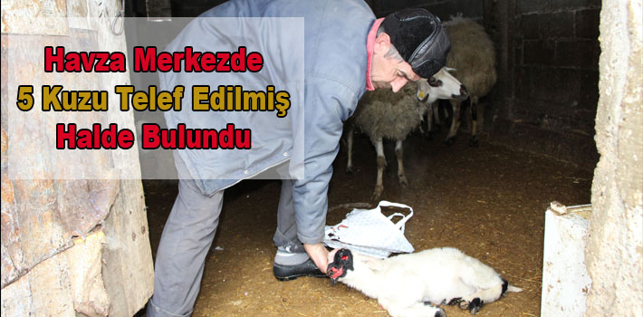 5 Kuzunun Gözleri Oyulmuş Halde Bulundu