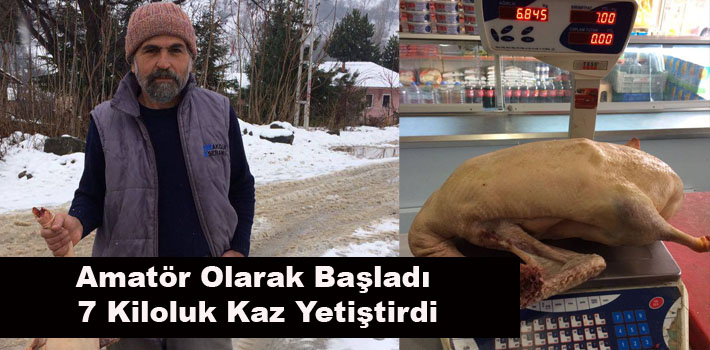 Amatör Olarak Başladı 7 Kiloluk Kaz Yetiştirdi
