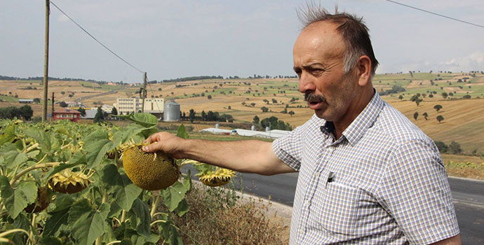 Ayçiçeği Avans Fiyatı Bin 650 Lira Olarak Açıklandı