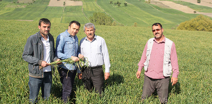 Buğdayda Septorya Hastalığına Dikkat