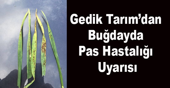 Gedik Tarım’dan Buğdayda Pas Hastalığı Uyarısı