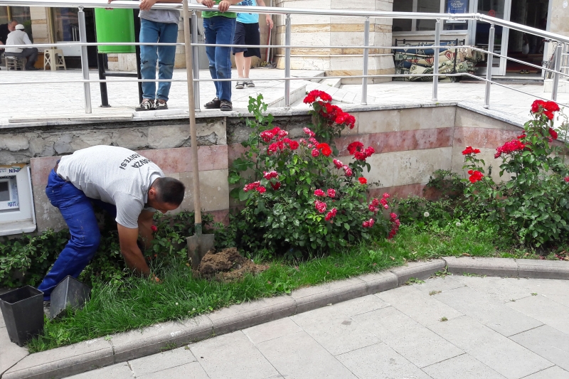 Havza Belediyesinden Gül Dikimi Çalışması