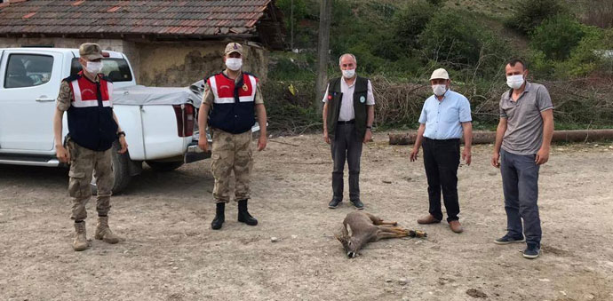 Havza Jandarma Yaralı Karacayı Teslim Etti