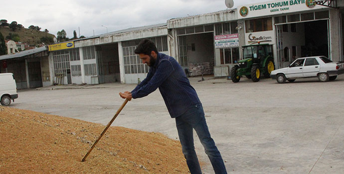 Havza'da hasatla birlikte buğday pazarı hareketlendi