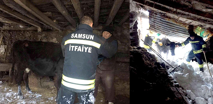 Havza’da Kar Nedeniyle Çatısı Çöken Ahırdaki Hayvanlar Kurtarıldı