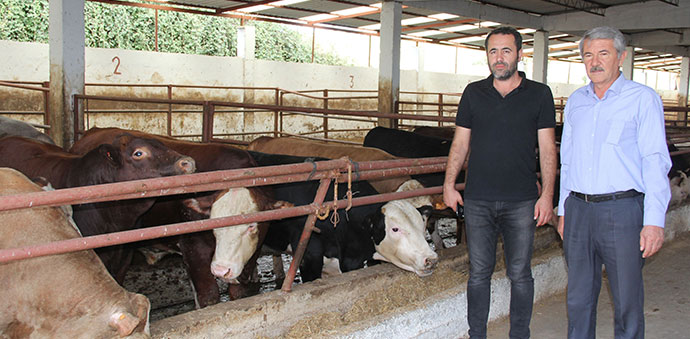 Havza’da Kurban Fiyatları