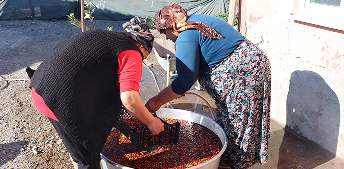 Havza'da Kuşburnu Marmelatı Yapımına Başlandı