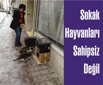 Havza’da Örnek Davranış; Sokak Hayvanları için Seferber Oldu