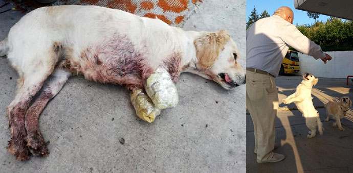 Havza’da yaşanan köpek olayı herkesi derinden üzdü