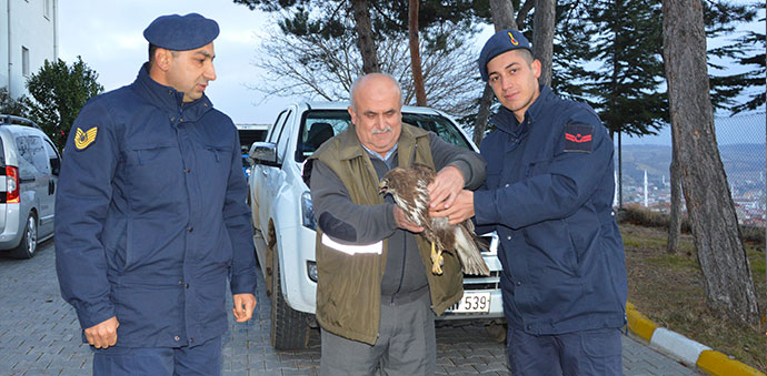 Jandarma Yaralı Şahine Sahip Çıktı