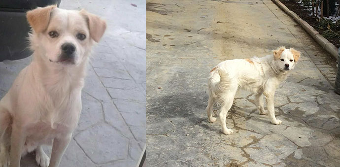 Kaybolan Köpeğini Arıyor