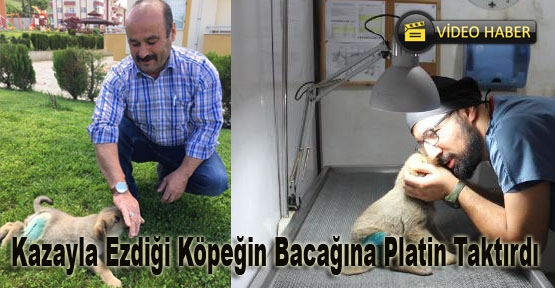 Kazayla Ezdiği Köpeğin Bacağına Platin Taktırdı- Video Haber