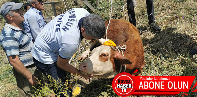 Kuyuya Düşen Büyükbaş Hayvanı İtfaiye Kurtardı-Video Haber