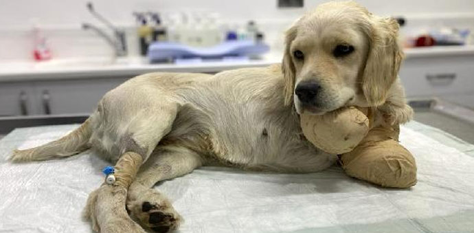 Ön Bacakları Kesilmiş Köpekle İlgili 3 Gözaltı