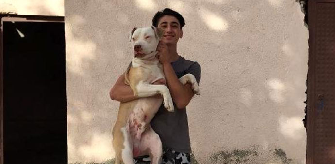 PİTBULL SAHİBİ: KÖPEKLERİMİZ SALDIRGAN DEĞİL