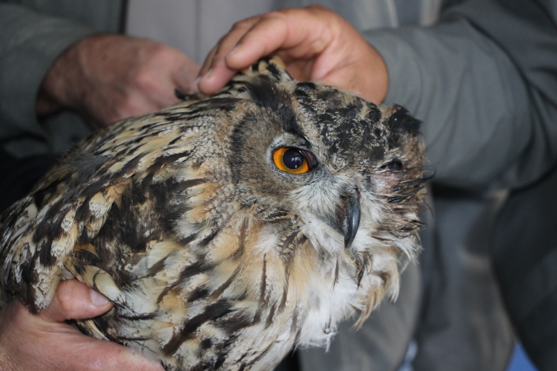 Yaralı Baykuş Koruma Altına Alındı
