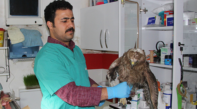 Yaralı Kızıl Şahin Korumaya Alındı